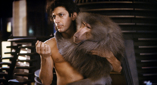 the fly
