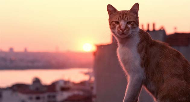 kedi