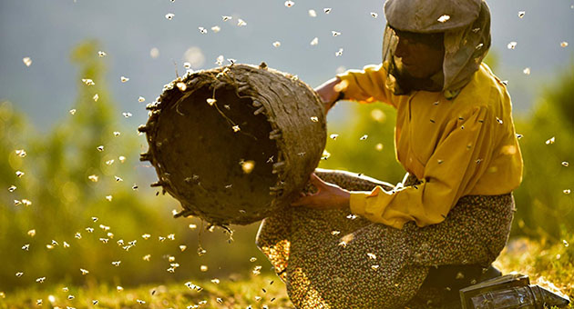 Honeyland